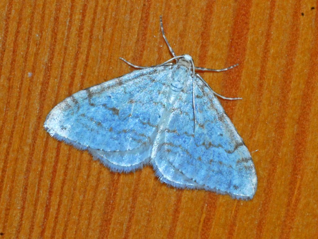 Un piccolo triangolo bluastro